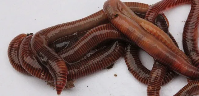Photo of a group of Red Wiggler composting worms