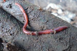 Red Wriggler composting worm
