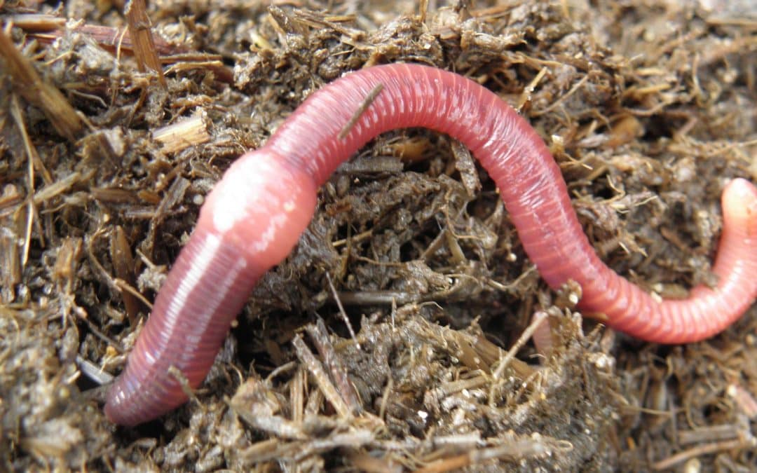 How Many Worms Do I Need to Start a Worm Compost Bin?