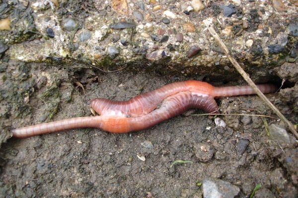 Photo of hermaphrodite worms reproducing
